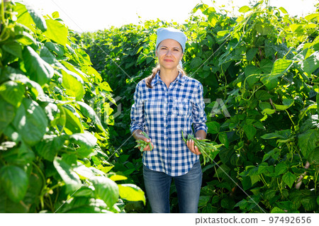 Female grower with ripe pods of green beans on vegetable garden 97492656