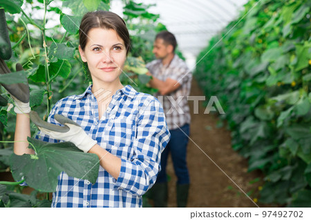 Smiling woman horticulturist with harvested cucumbers in hothouse 97492702