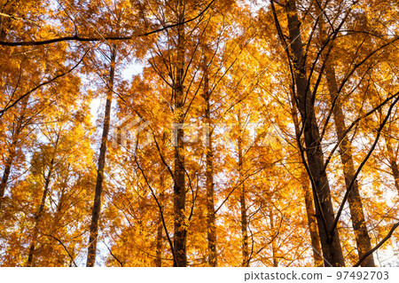 "Tokyo" Metasequoia forest of autumn leaves, autumn dusk 97492703