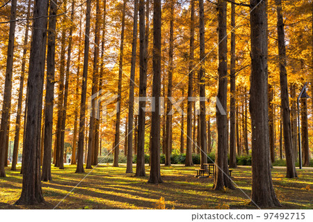"Tokyo" Metasequoia forest of autumn leaves, autumn dusk 97492715