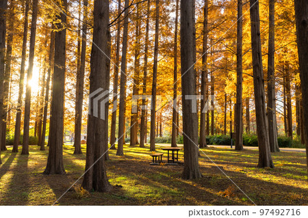 "Tokyo" Metasequoia forest of autumn leaves, autumn dusk 97492716