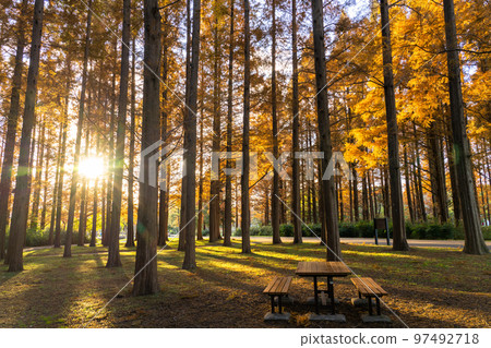 "Tokyo" Metasequoia forest of autumn leaves, autumn dusk 97492718