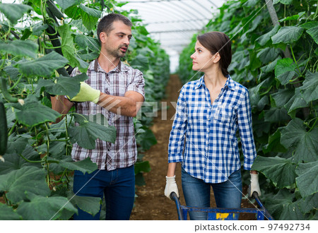 Farmer couple harvesting ripe cucumbers in greenhouse 97492734