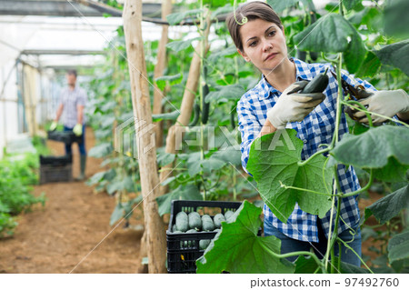 Confident woman harvests cucumbers in greenhouse Confident woman harvests cucumbers in greenhouse 97492760