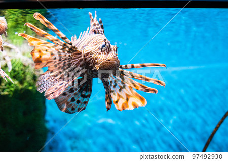 Grouper fish in aquarium with coral reef Grouper fish in aquarium with coral reef 97492930