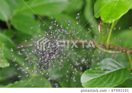 蜘蛛網和小蜘蛛（岡山縣新見市） 97493191