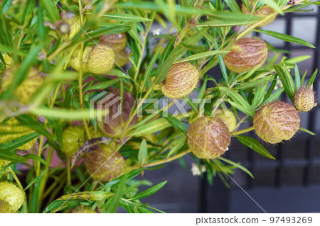 Fusenia towata Fusenia towata 97493269