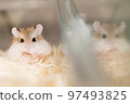 Roborovski hamster relaxing 97493825