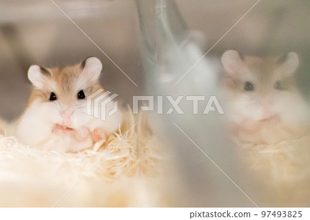 Roborovski hamster relaxing 97493825