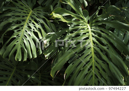Jungle wall background. Green tropical palm leaves with monstera foliage forest.  97494227