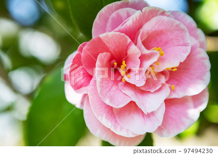 一個巨大的山茶花 97494230