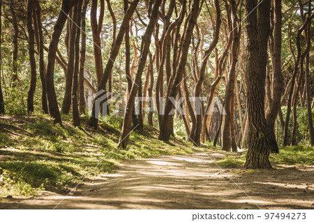 森林，步道，森林道路，景觀 97494273