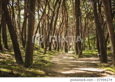 森林,步道,森林道路,景觀 森林,步道,森林道路,景觀 97494274