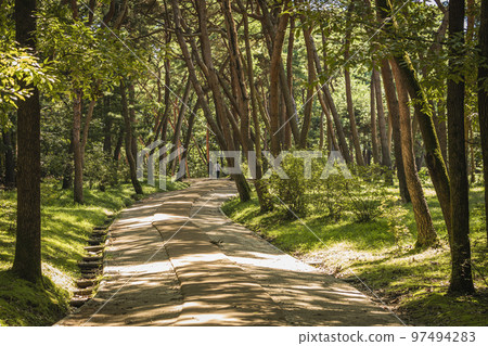 forest, trail, forest road, landscape forest, trail, forest road, landscape 97494283