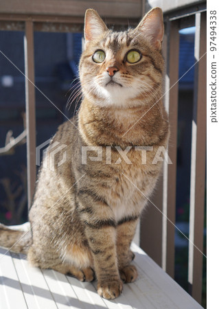 Kijitora staring 97494338