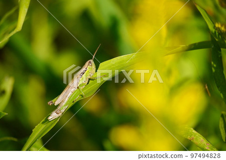 Locust 97494828