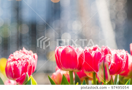 閃閃發光的光和郁金香 97495054