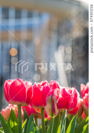 閃閃發光的光和郁金香 97495056