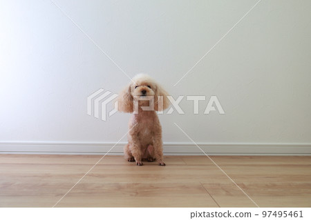 Toy poodle sitting in a large living room 97495461