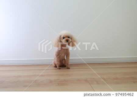 玩具貴賓犬坐著等待 97495462