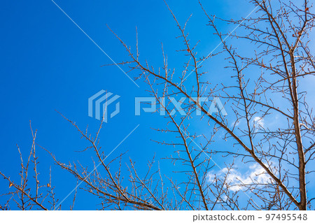 winter image background winter image background 97495548