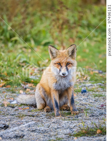 Close up of a red fox Vulpes vulpes, sitting on a path in the forest. 97496181