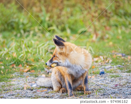Close up of a red fox Vulpes vulpes, sitting on a path in the forest. Close up of a red fox Vulpes vulpes, sitting on a path in the forest. 97496182