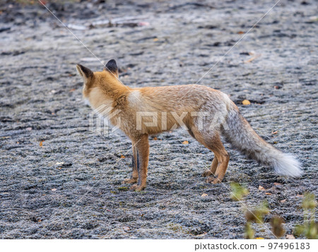 The red fox Vulpes vulpes walks along a path in the forest. 97496183