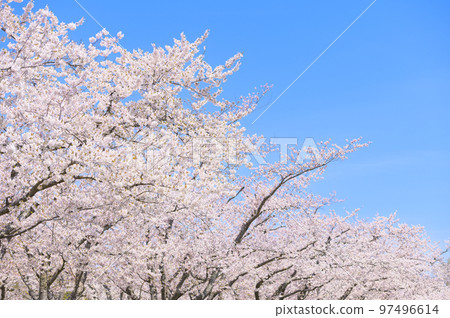 一排盛開的吉野櫻花樹和藍天 97496614