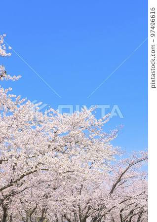 一排盛開的吉野櫻花樹和藍天 一排盛開的吉野櫻花樹和藍天 97496616