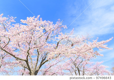 Yoshino cherry tree in full bloom and blue sky Yoshino cherry tree in full bloom and blue sky 97496643