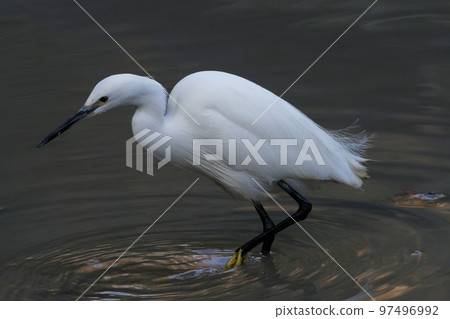 Hunting Little egret 97496992