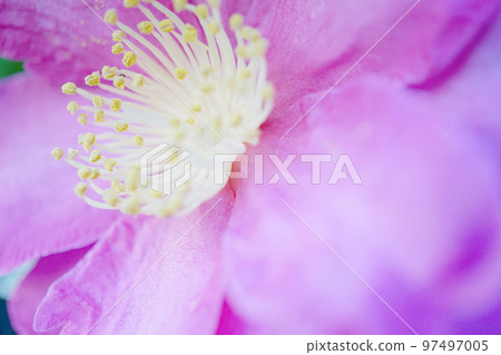 茶梅 茶梅 97497005