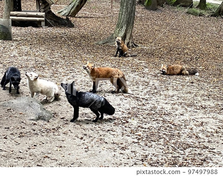 Zao fox village 97497988