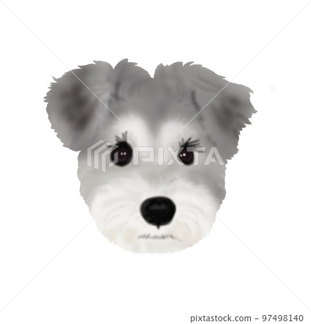 迷你雪納瑞臉 迷你雪納瑞臉 97498140