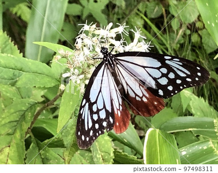 Asagi madara Asagi madara 97498311