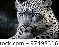 Cheetah face isolated on black background 97498316
