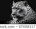 Far eastern leopard face isolated on black 97498317