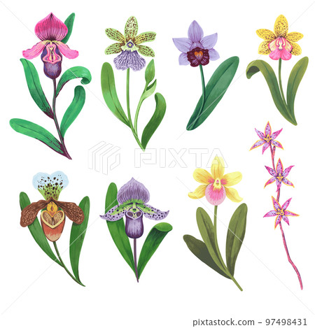 Vector collection of colorful psychedelic orchid flowers. Hand drawn design elements isolated on white background. Orchid Illustration.  97498431