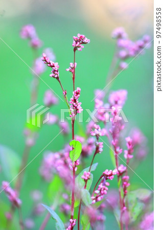 Ai flower 97498558