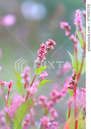 Ai flower 97498559