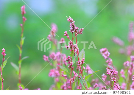 艾花 97498561