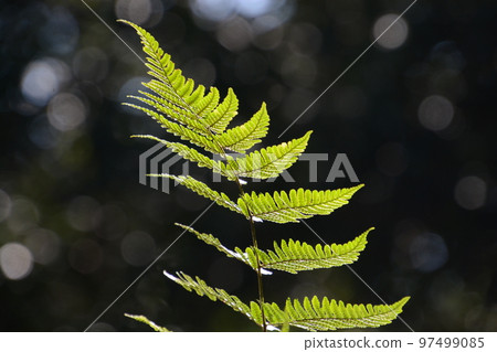 在光中發光的蕨類植物 97499085