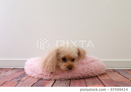 Toy poodle relaxing on a warm cushion Toy poodle relaxing on a warm cushion 97499414
