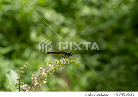 One dragonfly at nature green background. 97499582