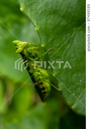 praying mantis, bug, insect 97499589