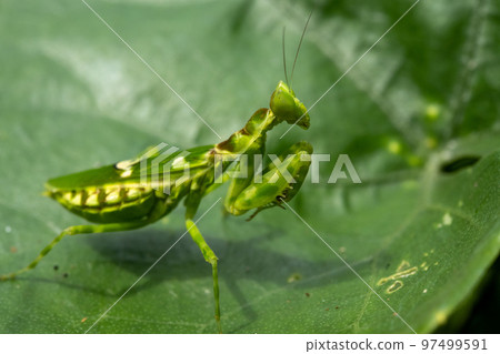 praying mantis, bug, mantis 97499591
