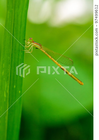 One dragonfly at nature green background. 97499612