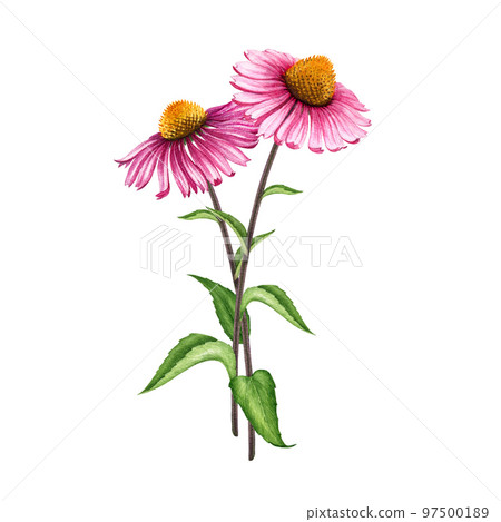 Echinacea herb realistic watercolor illustration. Hand drawn botanical Echinacea purpurea plant with purple flower, green leaves element. Medical natural treatment herb. Isolated on white background 97500189