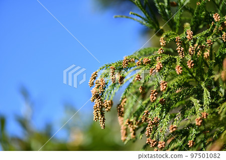 Male flowers of cedar in winter Male flowers of cedar in winter 97501082